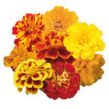 Seminte TAGETES patula SAFARI Mix 1000s