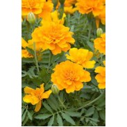 Seminte TAGETES patula SAFARI Orange 1000s