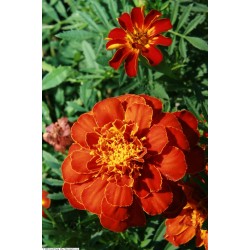 Seminte TAGETES patula SAFARI Red 1000s