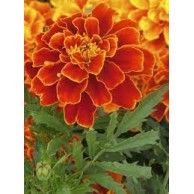 Seminte TAGETES patula SAFARI Scarlet 1000s