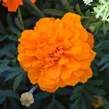 Seminte TAGETES patula SAFARI Tangerine 1000s