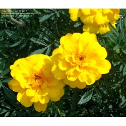 Seminte TAGETES patula SAFARI Yellow 1000s