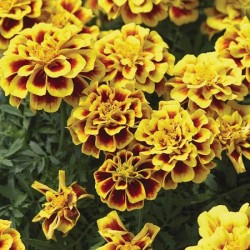 Seminte TAGETES patula SAFARI Yellow Fire 1000s