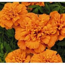 Seminte TAGETES patula SUPER HERO Deep Orange 1000s