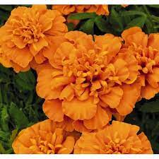 Seminte TAGETES patula SUPER HERO Deep Orange 1000s
