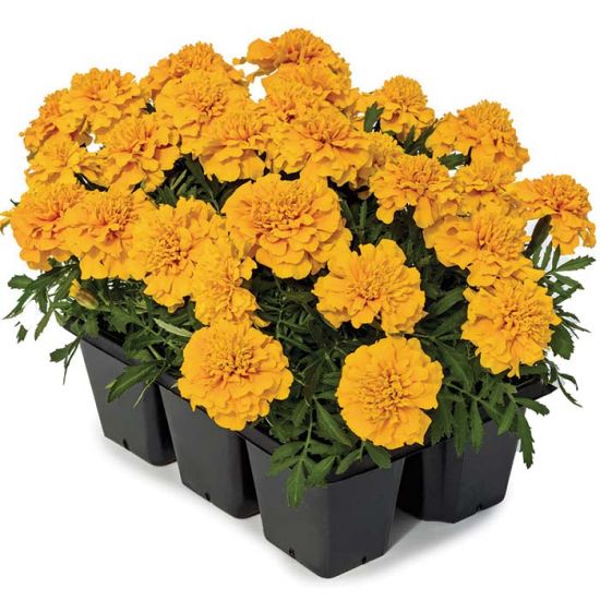 Seminte TAGETES patula SUPER HERO Deep Yellow 1000s
