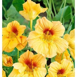 Seminte TROPAEOLUM majus GLEAM Apricot 100g