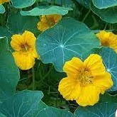 Seminte TROPAEOLUM majus GLEAM Golden 100g