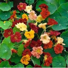 Seminte TROPAEOLUM majus GLEAM Mix 100g