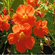 Seminte TROPAEOLUM majus GLEAM Orange 100g