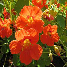 Seminte TROPAEOLUM majus GLEAM Orange 100g