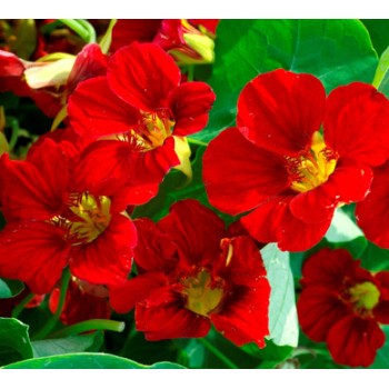 Seminte TROPAEOLUM majus GLEAM Scarlet 100g