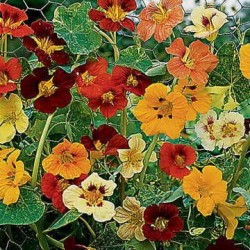 Seminte TROPAEOLUM majus JEWEL of Africa Mix 100g