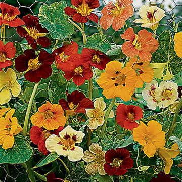 Seminte TROPAEOLUM majus JEWEL of Africa Mix 100g
