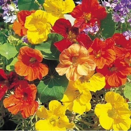 Seminte TROPAEOLUM majus TALL Single Mix 100g