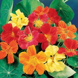 Seminte TROPAEOLUM majus nanum DWARF DOUBLE Whirlybird Mix 100g