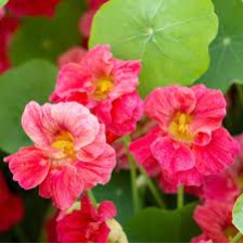 Seminte TROPAEOLUM majus nanum DWARF DOUBLE Cherry Rose 100g