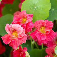 Seminte TROPAEOLUM majus nanum DWARF DOUBLE Cherry Rose 100g