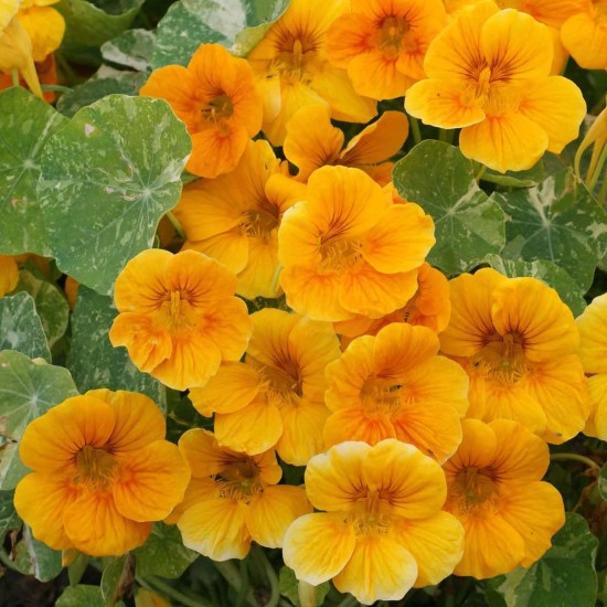Seminte TROPAEOLUM majus nanum TOM THUMB Alaska Mix 100g