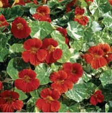 Seminte TROPAEOLUM majus nanum TOM THUMB Alaska Scarlet 100g