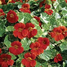 Seminte TROPAEOLUM majus nanum TOM THUMB Alaska Scarlet 100g