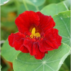 Seminte TROPAEOLUM majus nanum TOM THUMB Empress of India 100g