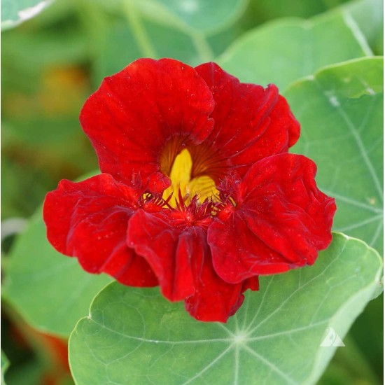 Seminte TROPAEOLUM majus nanum TOM THUMB Empress of India 100g