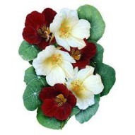 Seminte TROPAEOLUM majus nanum TOM THUMB Night and Day 100g