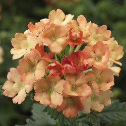 Seminte VERBENA hybrida OBSESSION Apricot 1000s