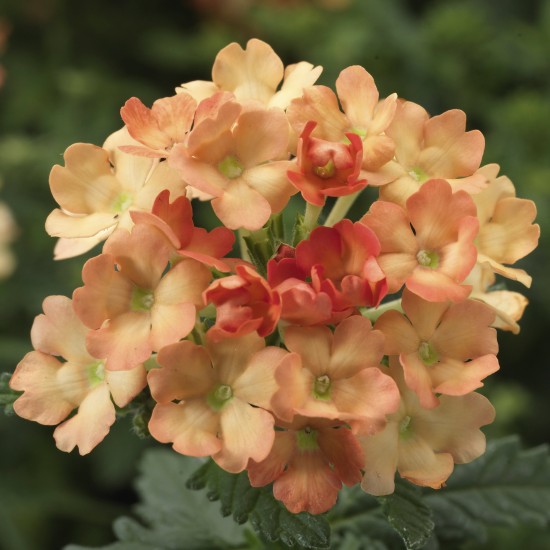 Seminte VERBENA hybrida OBSESSION Apricot 1000s