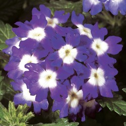 Seminte VERBENA hybrida OBSESSION Blue with Eye 1000s