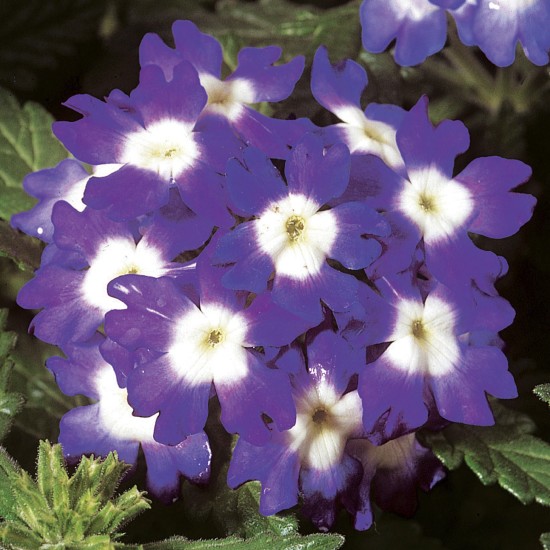 Seminte VERBENA hybrida OBSESSION Blue with Eye 1000s