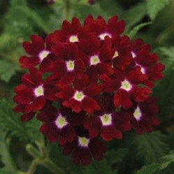 Seminte VERBENA hybrida OBSESSION Burgundy with Eye 1000s