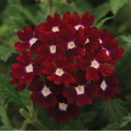 Seminte VERBENA hybrida OBSESSION Burgundy with Eye 1000s