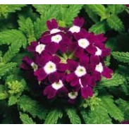 Seminte VERBENA hybrid-OBSESSION CASCADE Burgundy with Eye 1000s