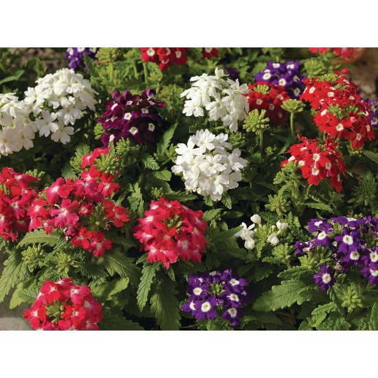 Seminte VERBENA hybrid-OBSESSION CASCADE Mix 1000s