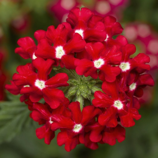 Seminte VERBENA hybrid-OBSESSION CASCADE Red with Eye 500s