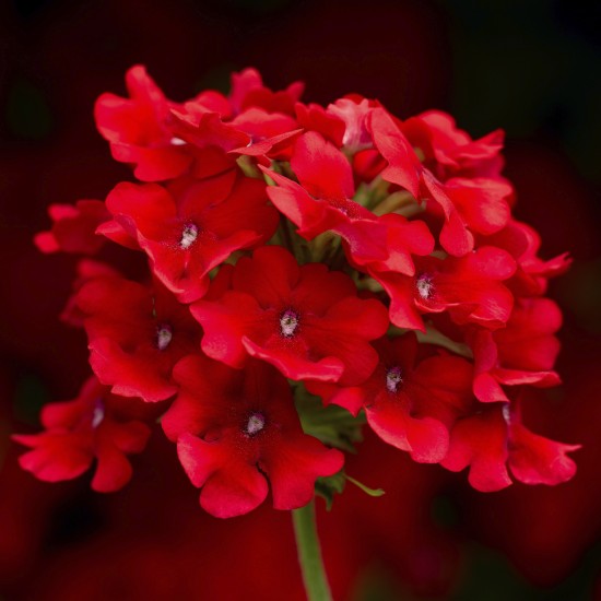 Seminte VERBENA hybrid-OBSESSION CASCADE Scarlet 1000s