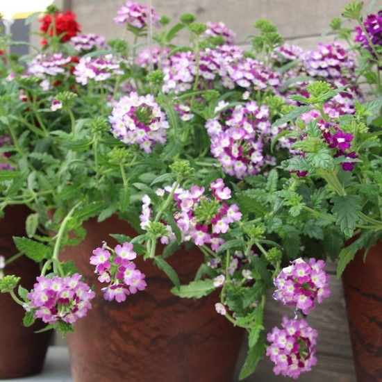 Seminte VERBENA hybrid-OBSESSION CASCADE Violet Twister 500s