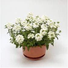 Seminte VERBENA hybrid-OBSESSION CASCADE White 1000s