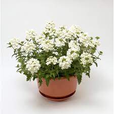 Seminte VERBENA hybrid-OBSESSION CASCADE White 1000s