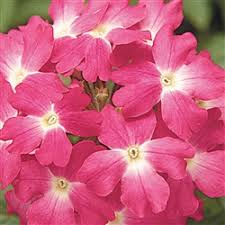 Seminte VERBENA hybrida OBSESSION Coral with Eye 1000s