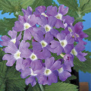 Seminte VERBENA hybrida OBSESSION Light Blue with Eye 1000s