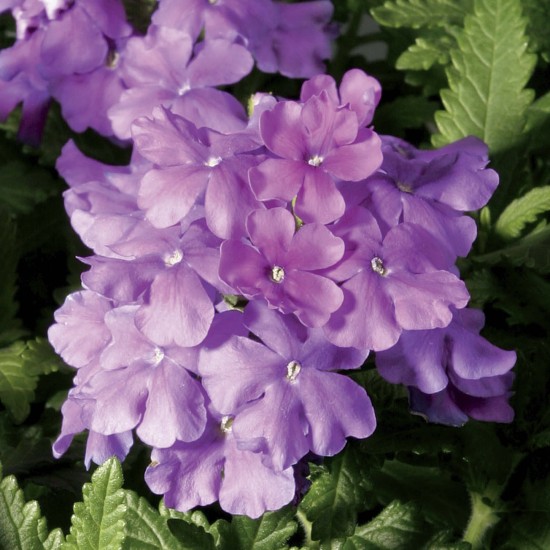 Seminte VERBENA hybrida OBSESSION Lilac1000s