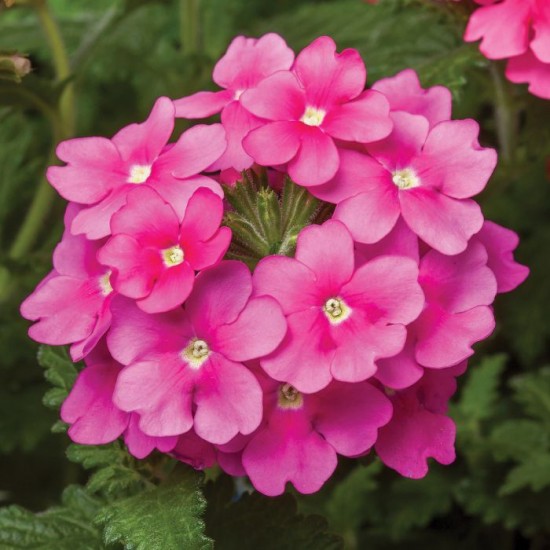 Seminte VERBENA hybrida OBSESSION Pink 1000s