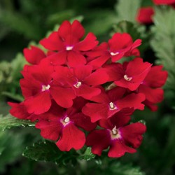 Seminte VERBENA hybrida OBSESSION Red 1000s