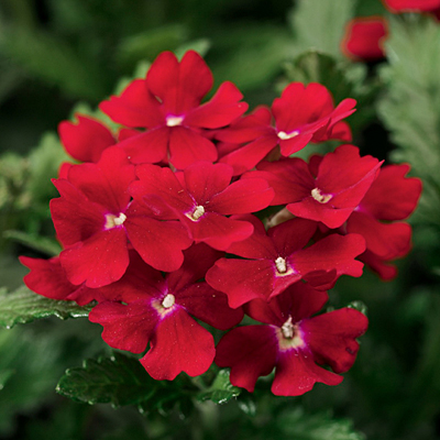 Seminte VERBENA hybrida OBSESSION Red 1000s
