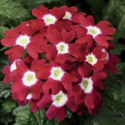Seminte VERBENA hybrida OBSESSION Red with Eye 1000s