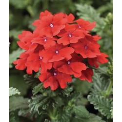 Seminte VERBENA hybrida OBSESSION Scarlet 1000s