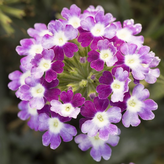 Seminte VERBENA hybrida OBSESSION Twister Purple 1000s